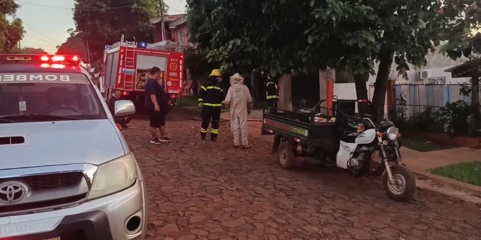 Abejas atacaron a una familia y mataron a 2 perros en Puerto Iguazú