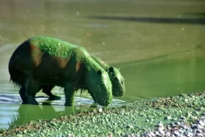 Aparecieron carpinchos verdes en Entre Ríos