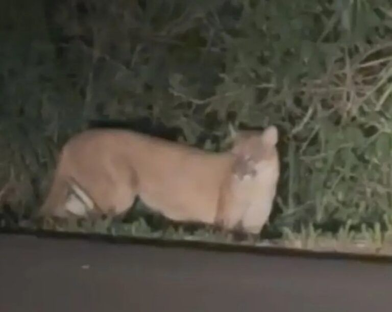 Familia misionera avistó un puma cerca del Parque Nacional Iguazú