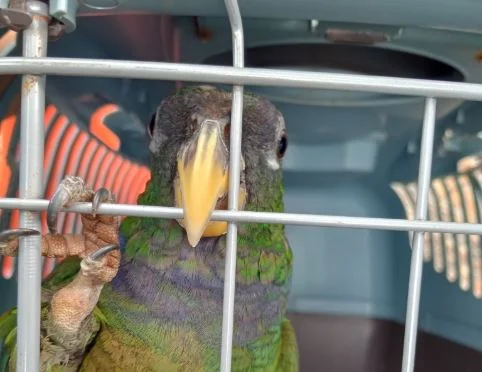 Rescatan dos loros silvestres que eran vendidos por WhatsApp en Misiones