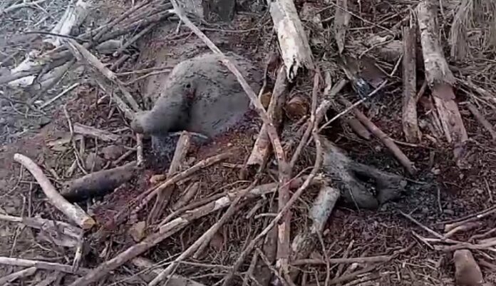 Denuncian la muerte de un tapir en un predio forestal de Arauco en Misiones