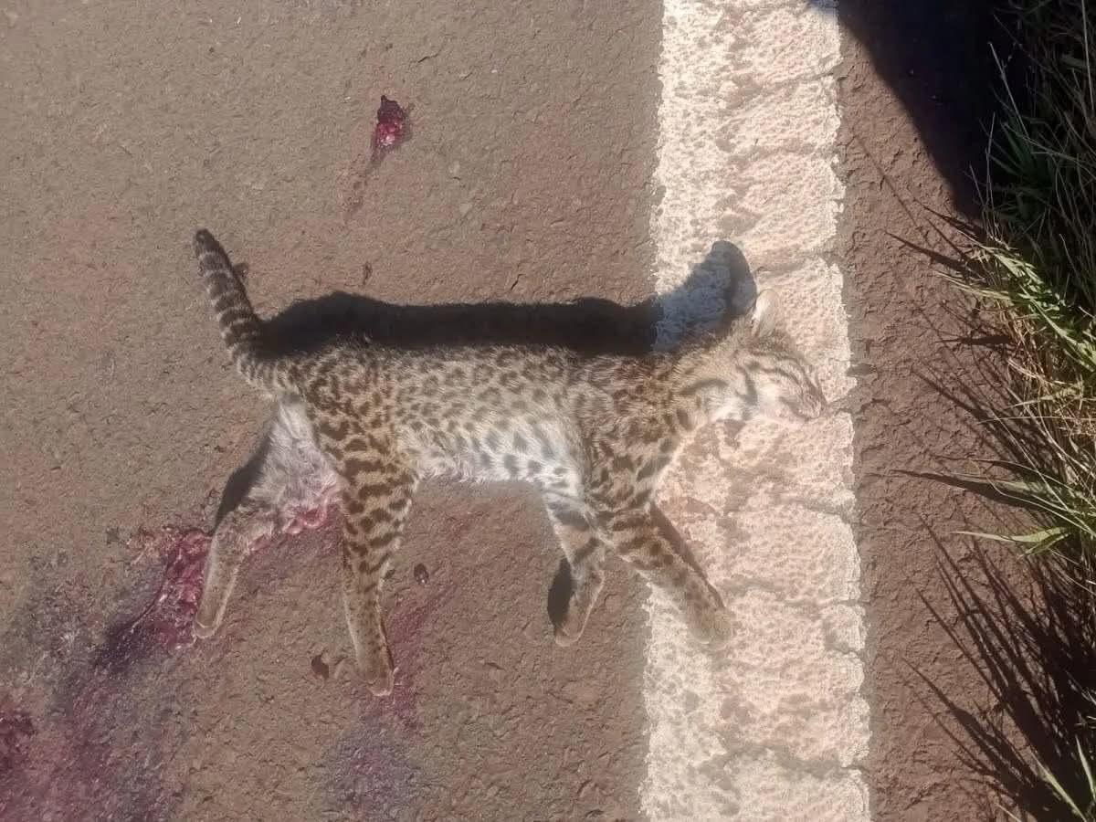 un Margay murió atropellado en Misiones