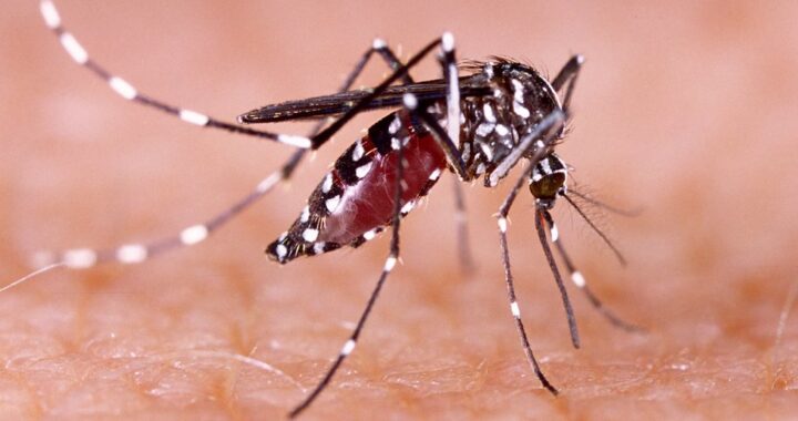 Misiones reportó un caso confirmado de dengue