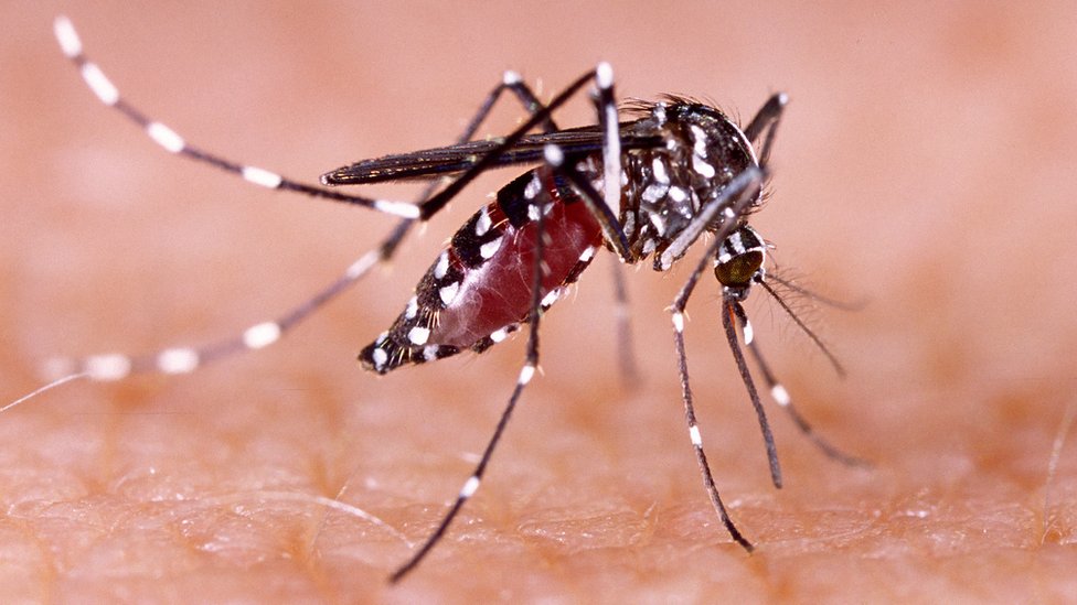 Registran un promedio de 900 casos sospechosos de dengue Paraguay