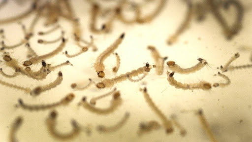 Eldorado lanza el primer relevamiento LIRAa del 2025 para combatir el dengue