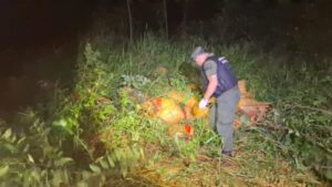 Gendarmería encontró más de 1.220 kilos de marihuana en un monte del norte de la provincia