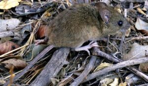 Hantavirus en Argentina