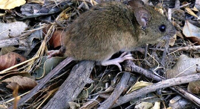 Hantavirus en Argentina