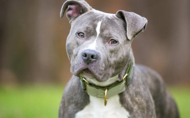 Un niño de 7 años fue atacado por dos perros pitbull en Misiones