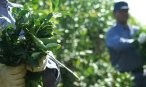 yerbateros se reunirán para analizar la situación del sector