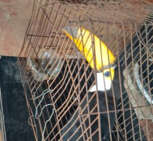 Rescatan a un tucán encerrado en una jaula y lo trasladan para su rehabilitación