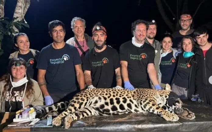 Capturaron un yaguareté en Puerto Iguazú
