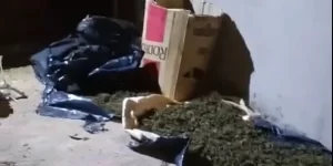 Incautaron más de 40 kilos de marihuana en una casa abandonada de Puerto Esperanza
