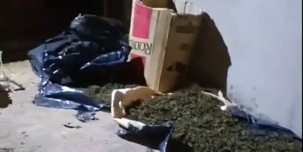 Incautaron más de 40 kilos de marihuana en una casa abandonada de Puerto Esperanza
