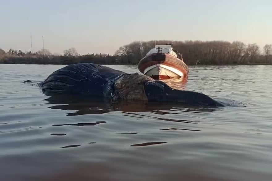 Apareció una ballena muerta en el río Paraná