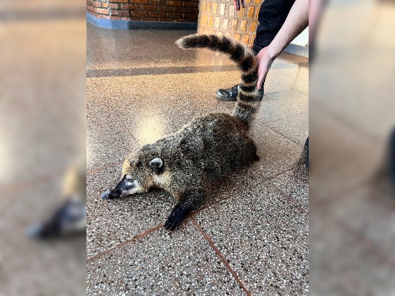 Rescatan a un coatí herido tras ser atropellado por un automovil