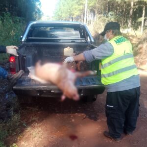 perro muerto basural municipal de Eldorado