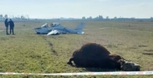 Una avioneta golpeó a un toro cuando intentaba aterrizar en un aeroclub