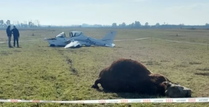 Una avioneta golpeó a un toro cuando intentaba aterrizar en un aeroclub