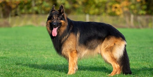 Una beba de 1 año murió tras ser atacada por el perro de la familia