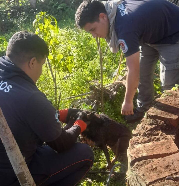Bomberos de Eldorado rescataron a un perro que cayó a un pozo