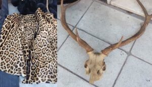 Clausuraron un local en Buenos Aires por tráfico de pieles de animales