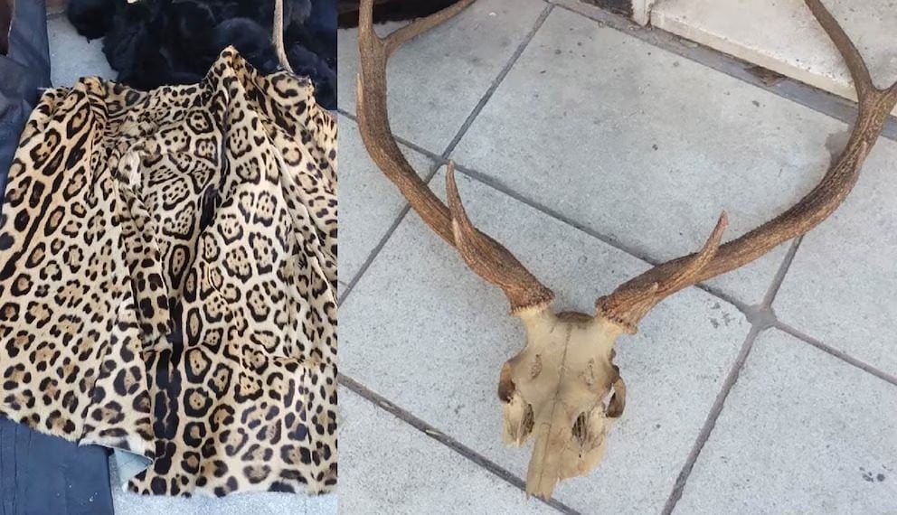 Clausuraron un local en Buenos Aires por tráfico de pieles de animales