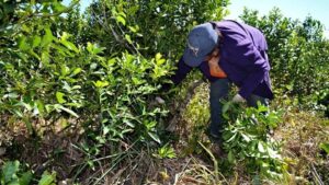 Productores yerbateros frenan la zafra: “Con estos precios nos fundimos”