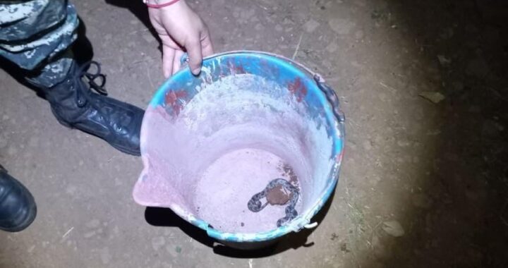 Apareció una cría de yarará en una vivienda de Eldorado