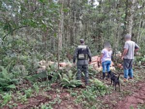 Hallaron casi 25 mil paquetes de cigarrillos ocultos en un camino rural de Eldorado