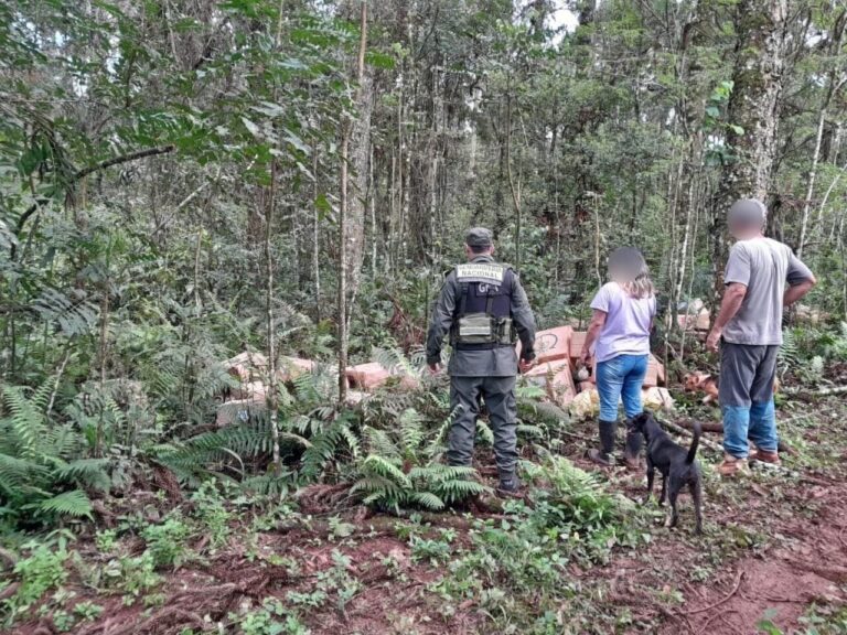 Hallaron casi 25 mil paquetes de cigarrillos ocultos en un camino rural de Eldorado