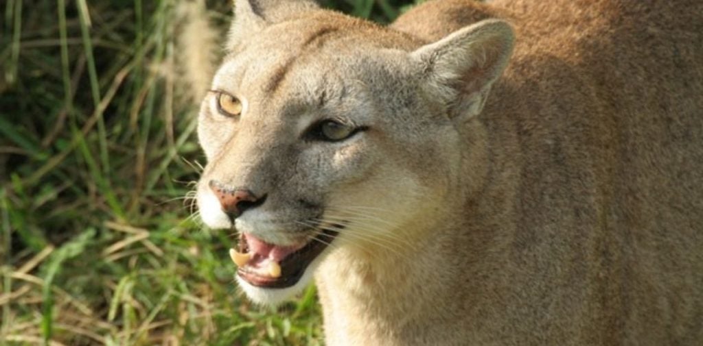Puma avistado en un barrio de Posadas