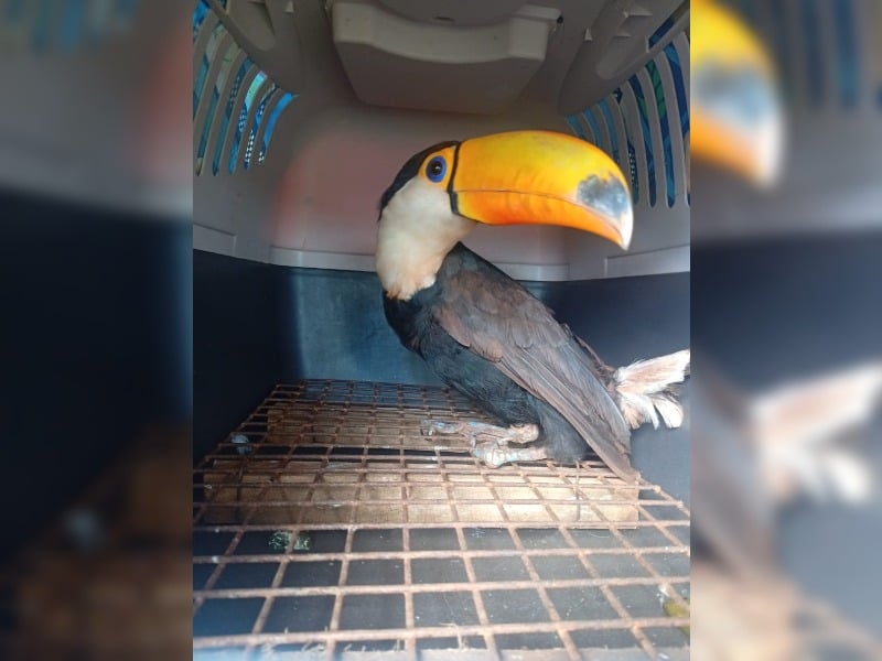 Rescatan a un tucán herido en una aldea guaraní de San Vicente
