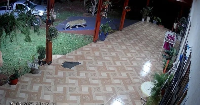 Una yaguareté sorprendió a una familia en una vivienda de Puerto Iguazú
