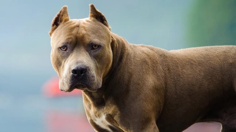 Ataque de pitbulls a un niño de 7 años