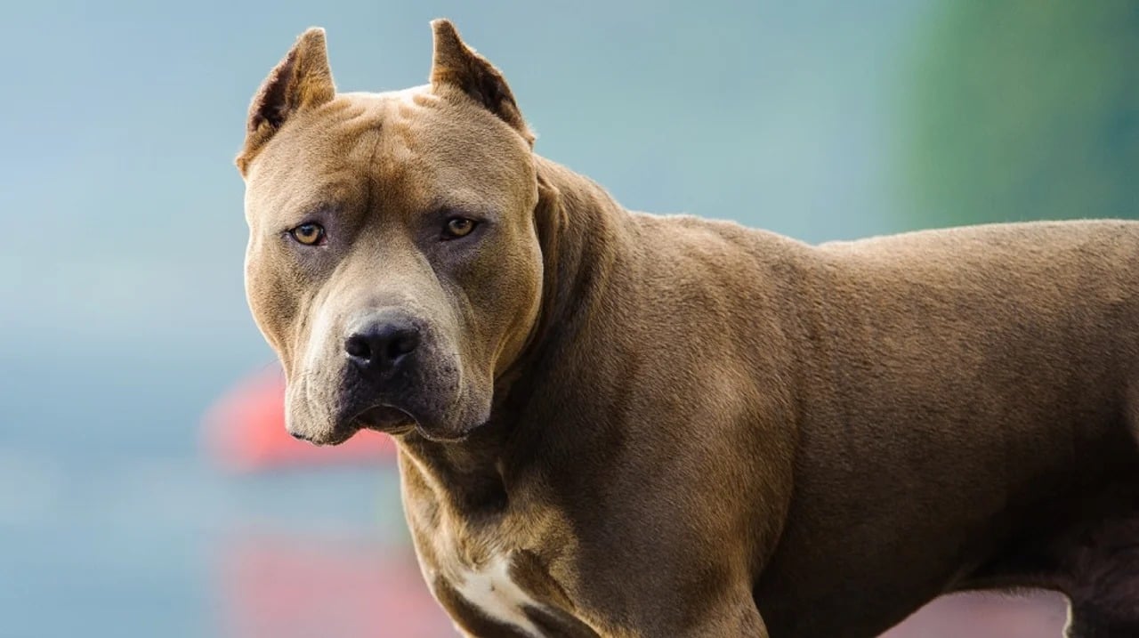 Ataque de pitbulls a un niño de 7 años