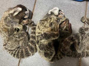 El dueño de la veterinaria allanada fue imputado por maltrato animal
