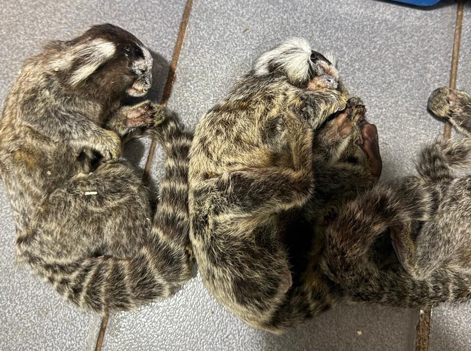 El dueño de la veterinaria allanada fue imputado por maltrato animal