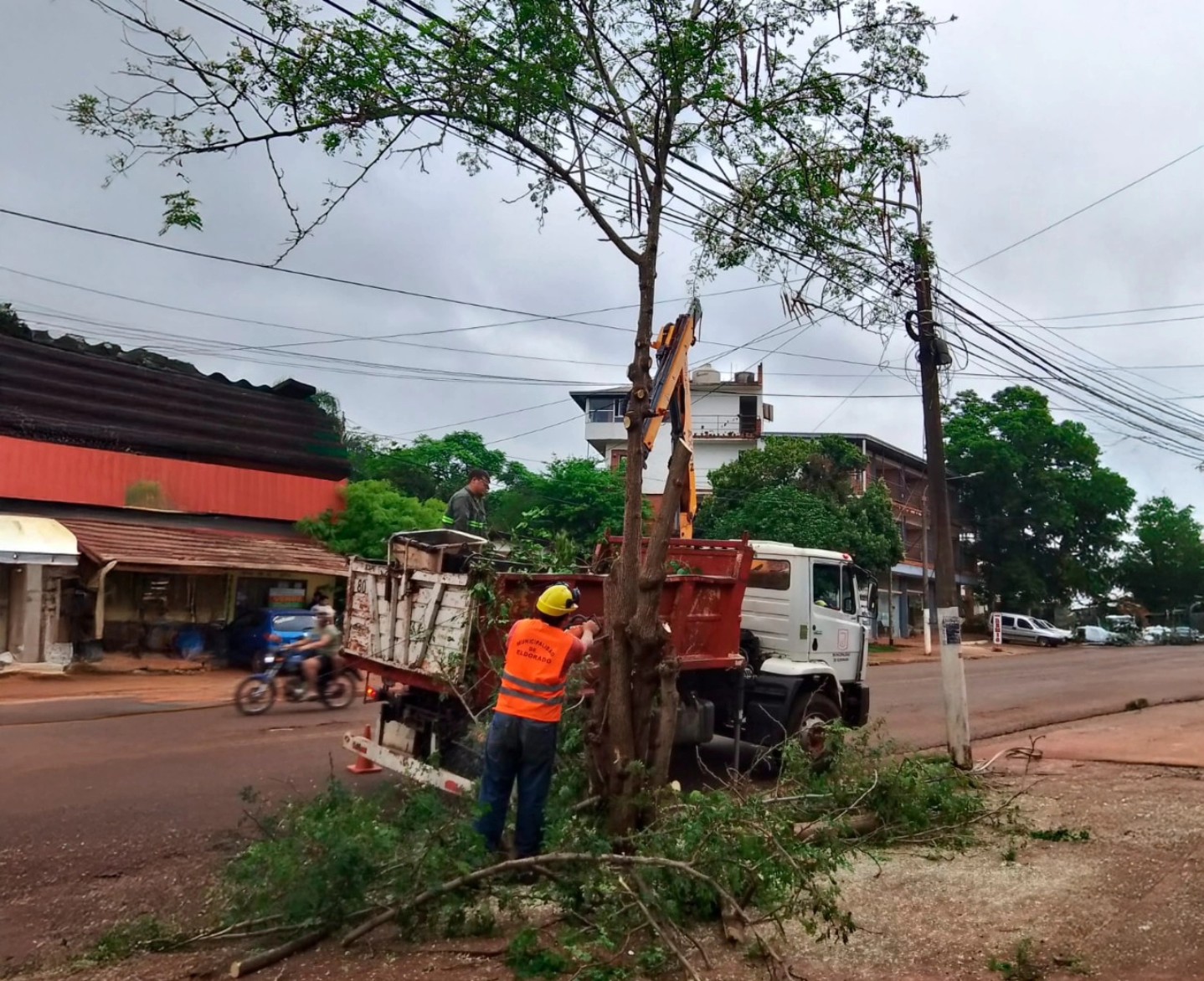 Arbolado urbano en Eldorado cronograma del 9 al 14 de marzo