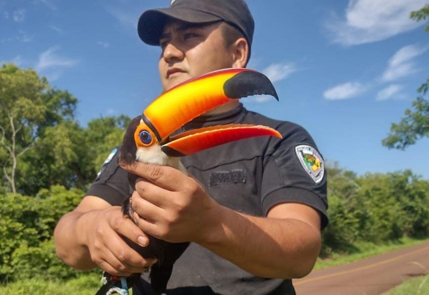 Policías rescataron a un tucán con el pico atascado en un poste de luz en Misiones