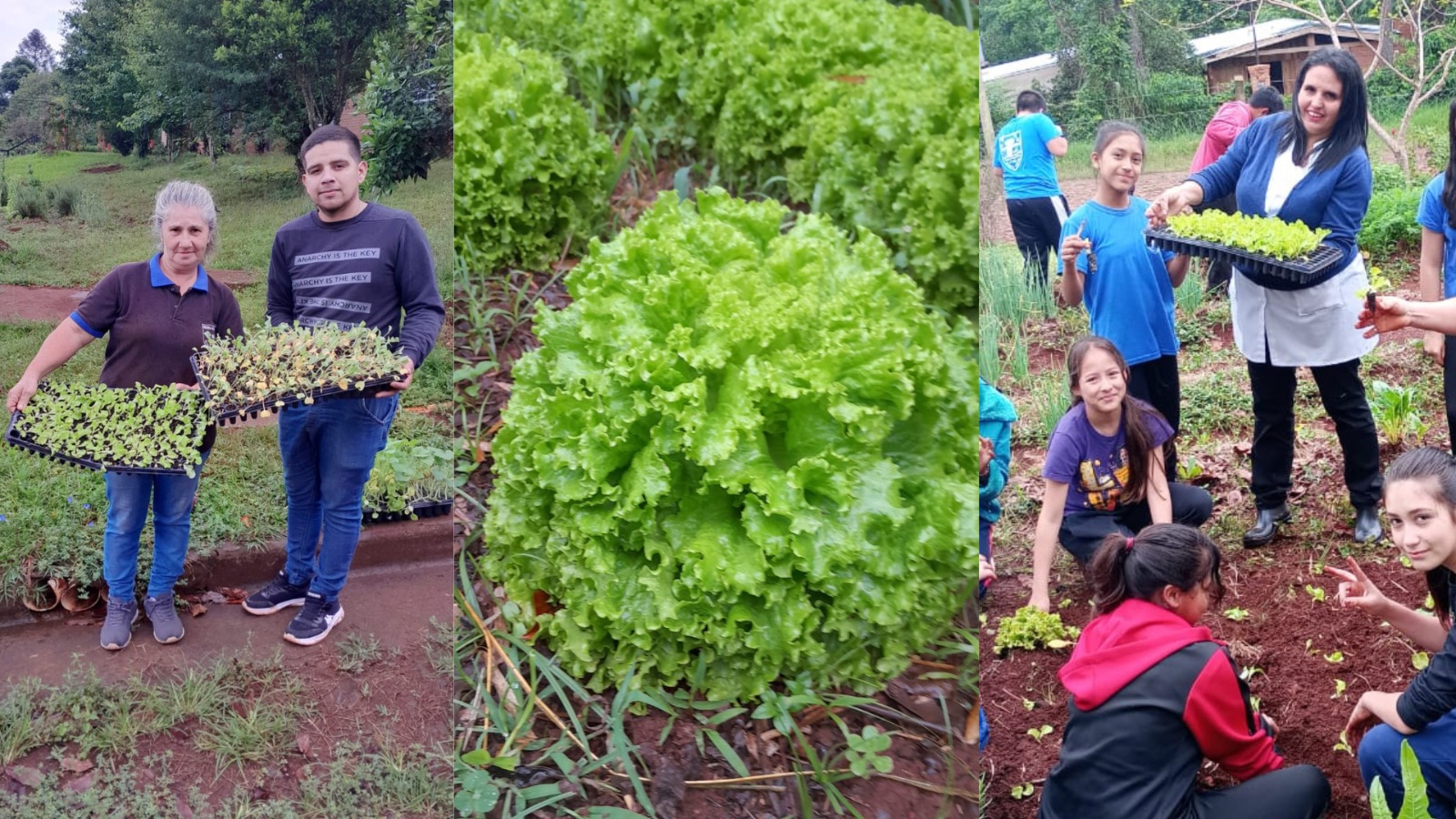 El Programa Huertas Escolares de Eldorado fue declarado de Interés Provincial
