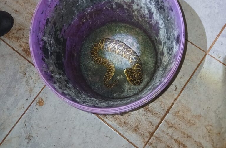 Rescataron una yarará que apareció dentro de una vivienda
