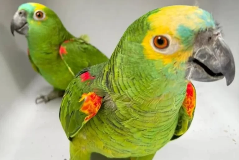 Rescataron a más de 850 animales silvestres en Misiones en lo que va del año
