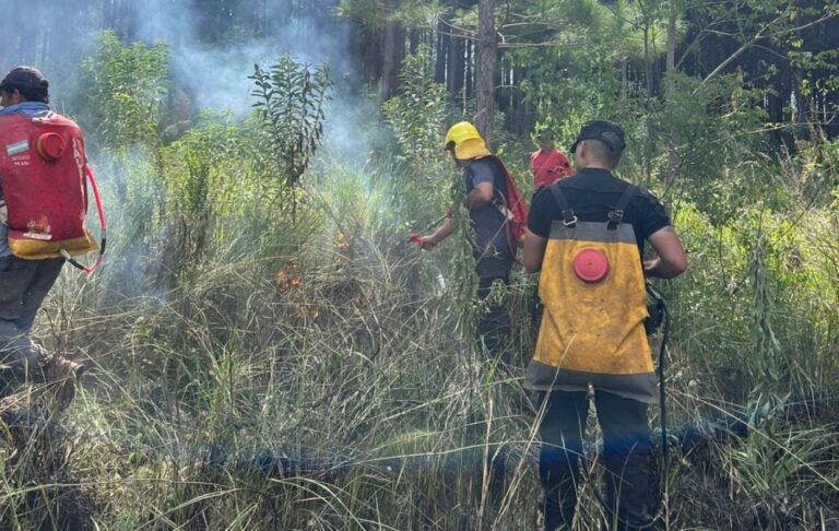 Bomberos controlaron un foco de incendio en una plantación de pinos