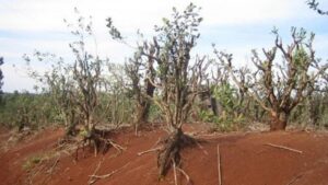 Llega La Niña a Misiones