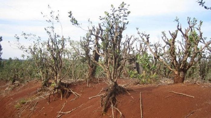 Llega La Niña a Misiones