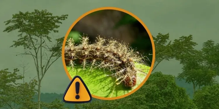 Una mujer fue hospitalizada tras ser picada por una oruga venenosa en Misiones