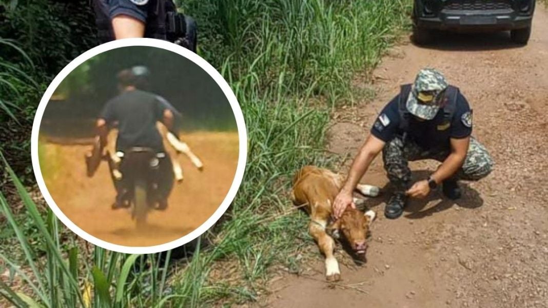 Recuperaron un ternero robado en Eldorado