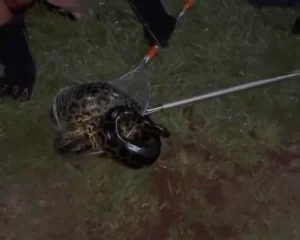 Rescatan a un tatú mulita y a una boa curiyú en Misiones