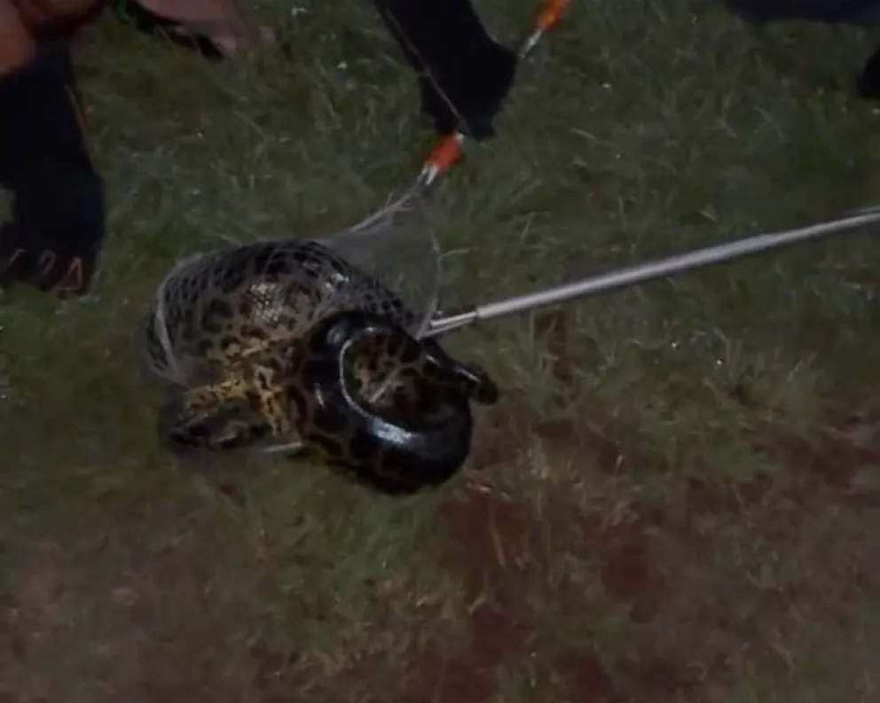 Rescatan a un tatú mulita y a una boa curiyú en Misiones